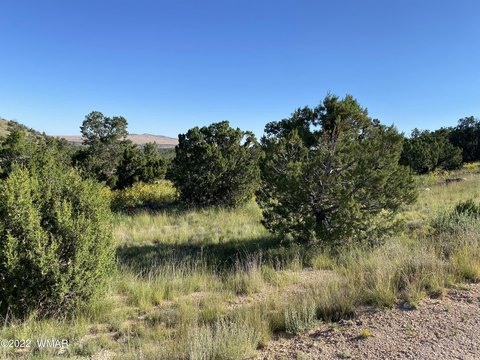 Land in Springerville, Arizona