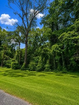 Wooded Lots in Jasper, TX