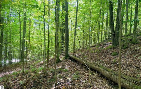 BELLAIRE, MI