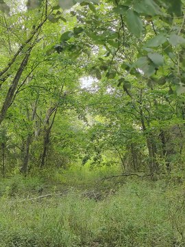 LAND - Urbana, MO