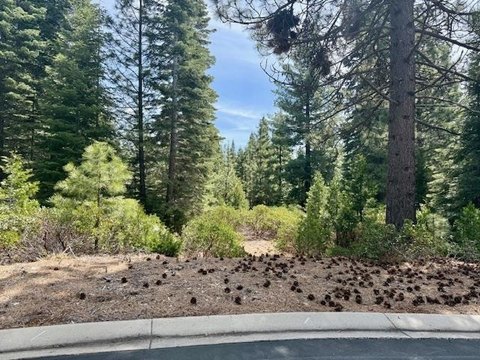 Lake Almanor Land For Sale