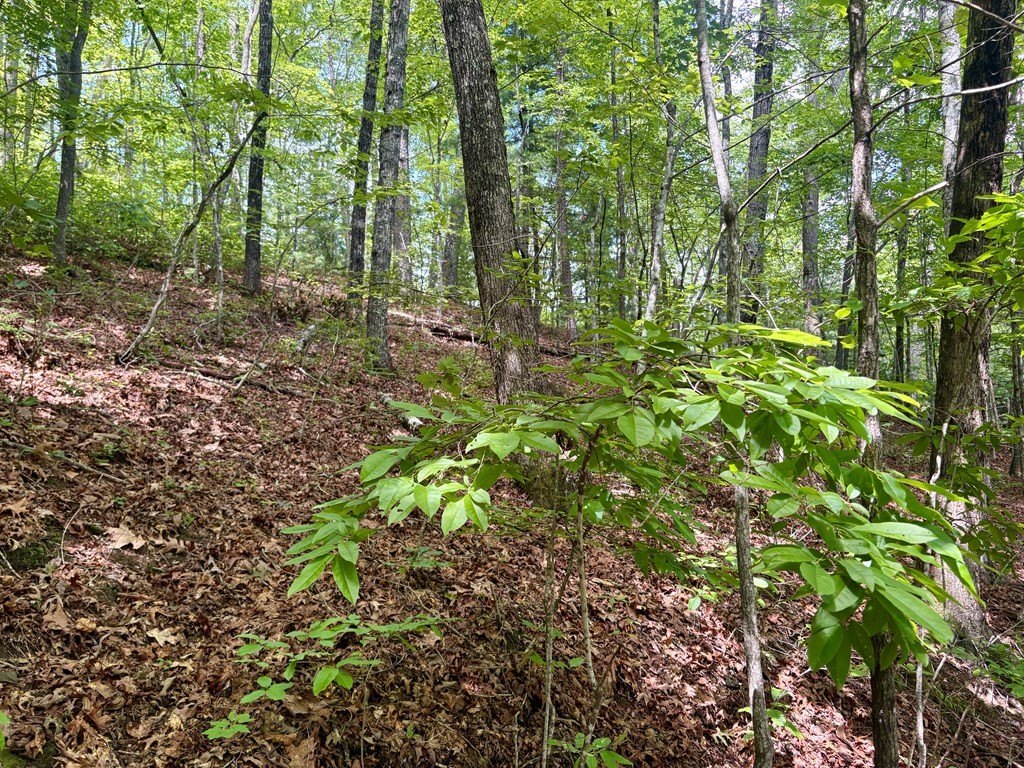 Picture 8