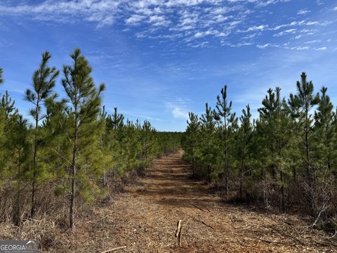Ellaville, GA Wooded Land