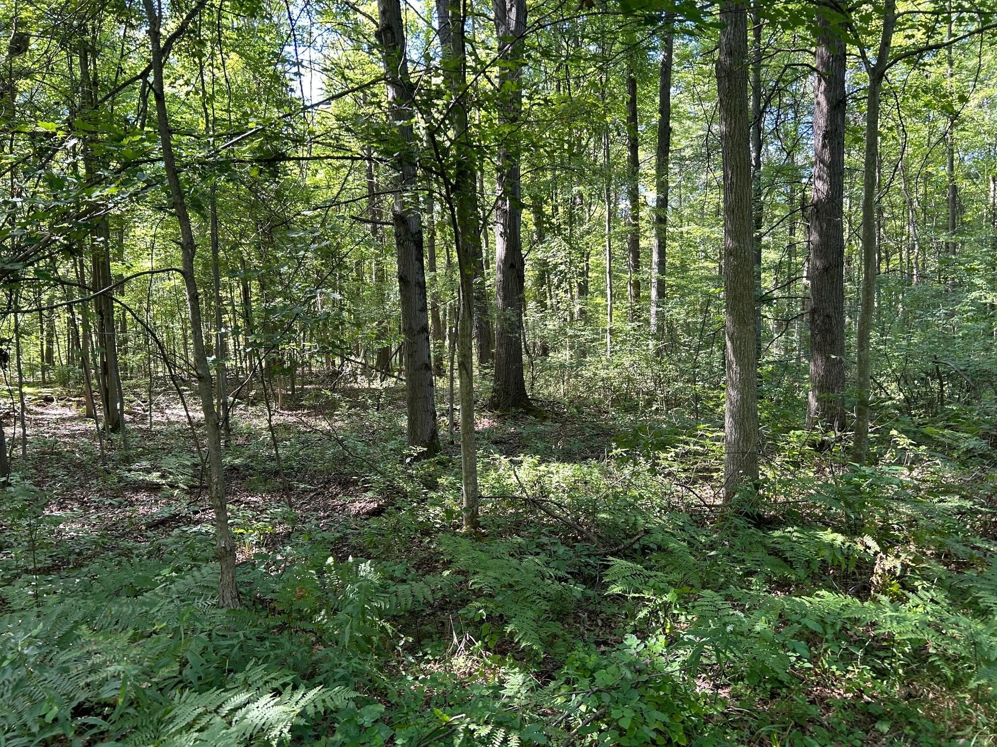 Heavily Wooded Acreage on M-20