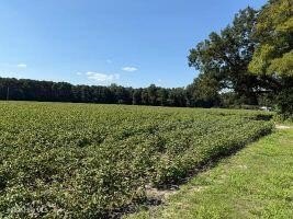Land, Williamston, NC