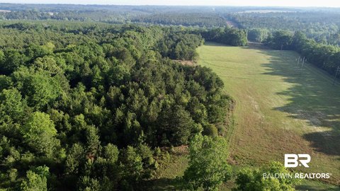 Pasture and Pine Farmland