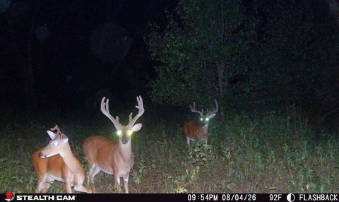 Wooded Hunting Land with Creek