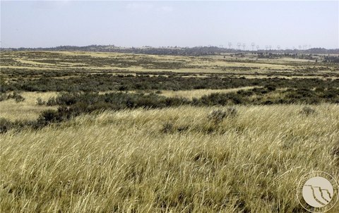 80 Acres of Montana Grassland