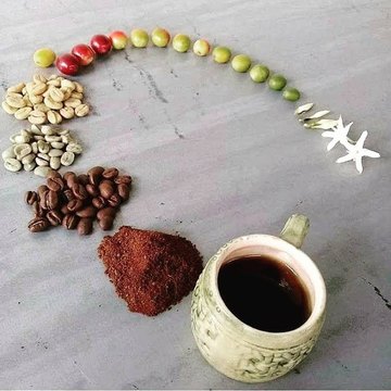 Regenerative Coffee Farm