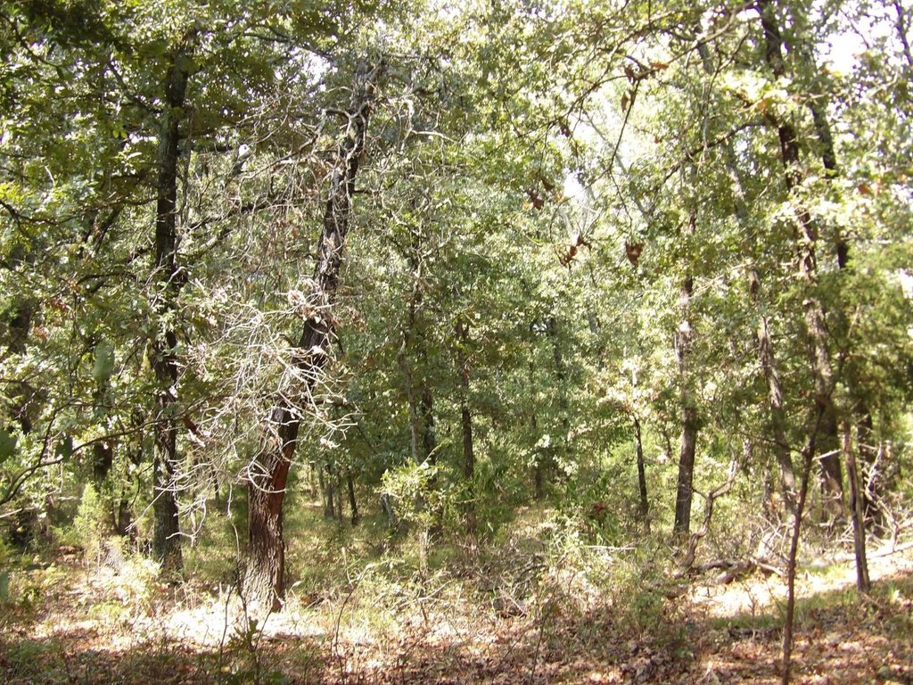 Picture 38