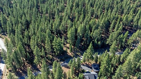 Premium Truckee Acreage in Pine Forest