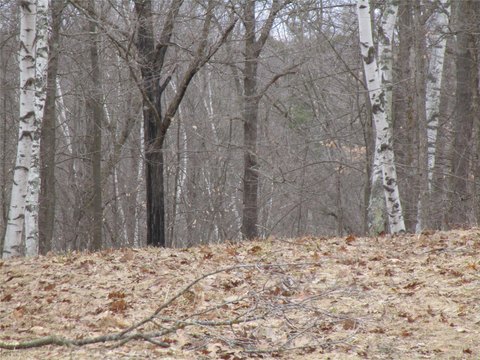 Wooded Lot with Lake Access