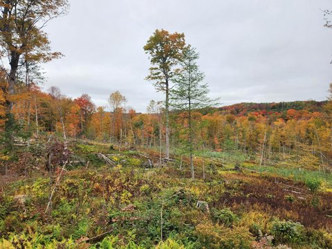Land, Morgan, VT