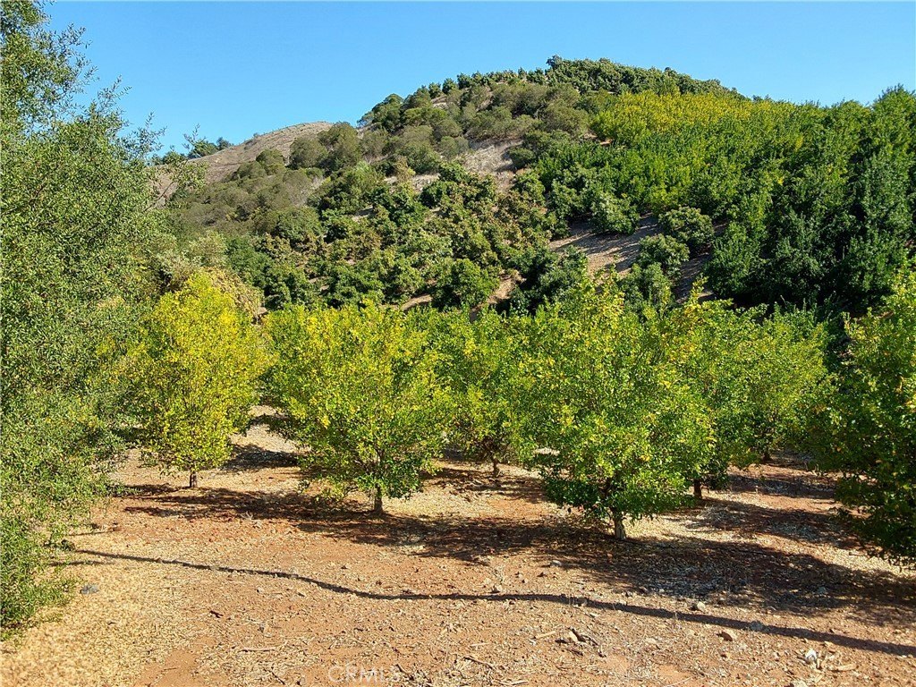 Picture 39