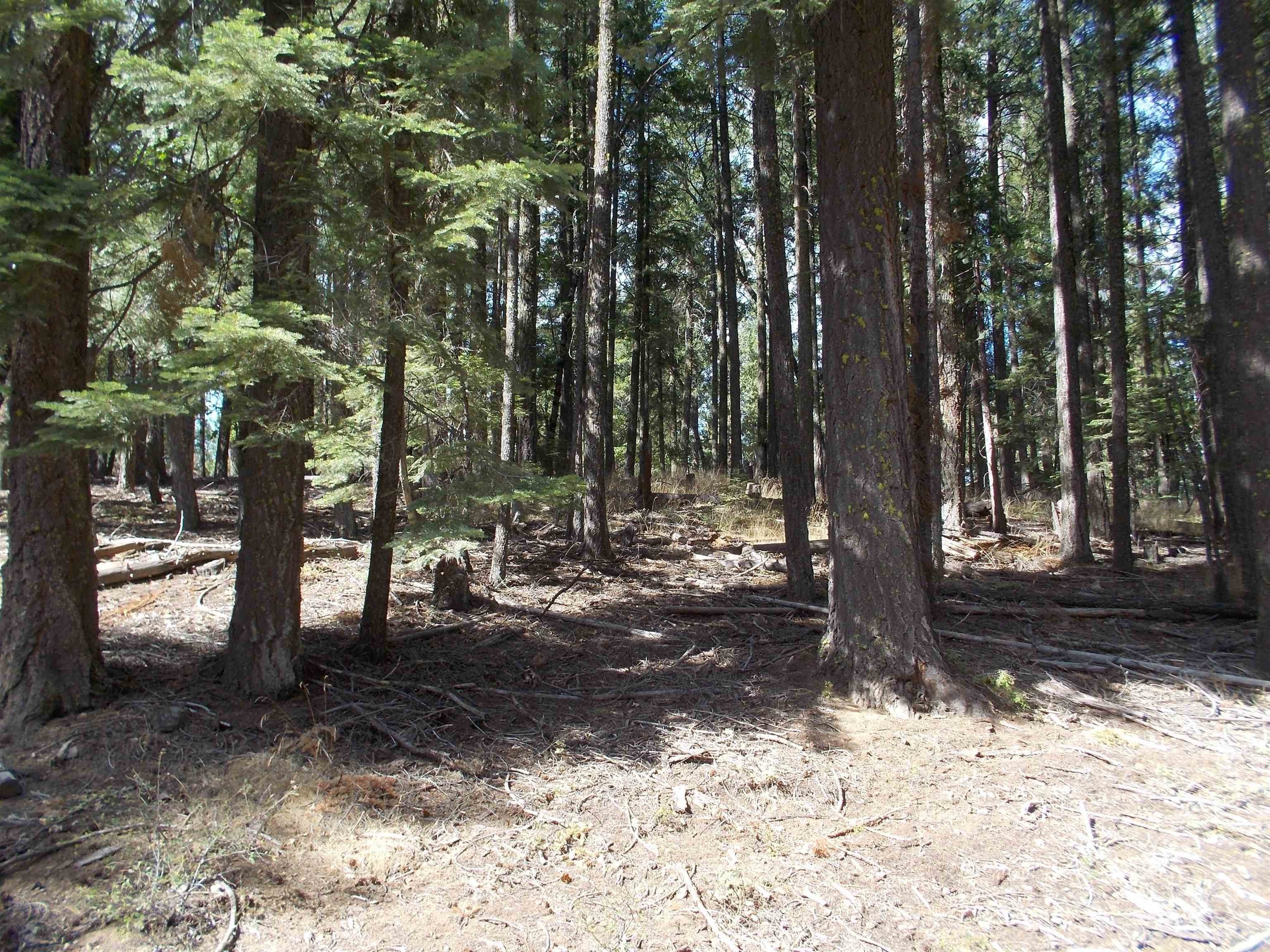 Land For Sale, Quincy, CA