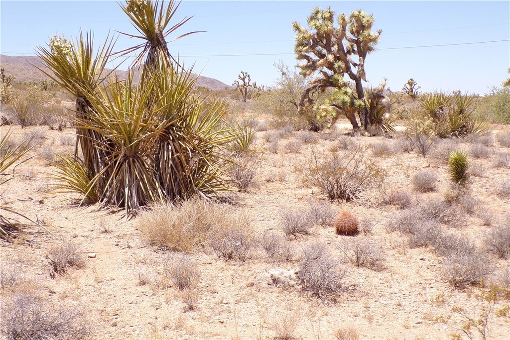 Picture 15