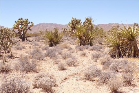 Meadview, AZ Land For Sale