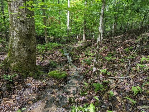 Brasstown, NC Wooded Lot