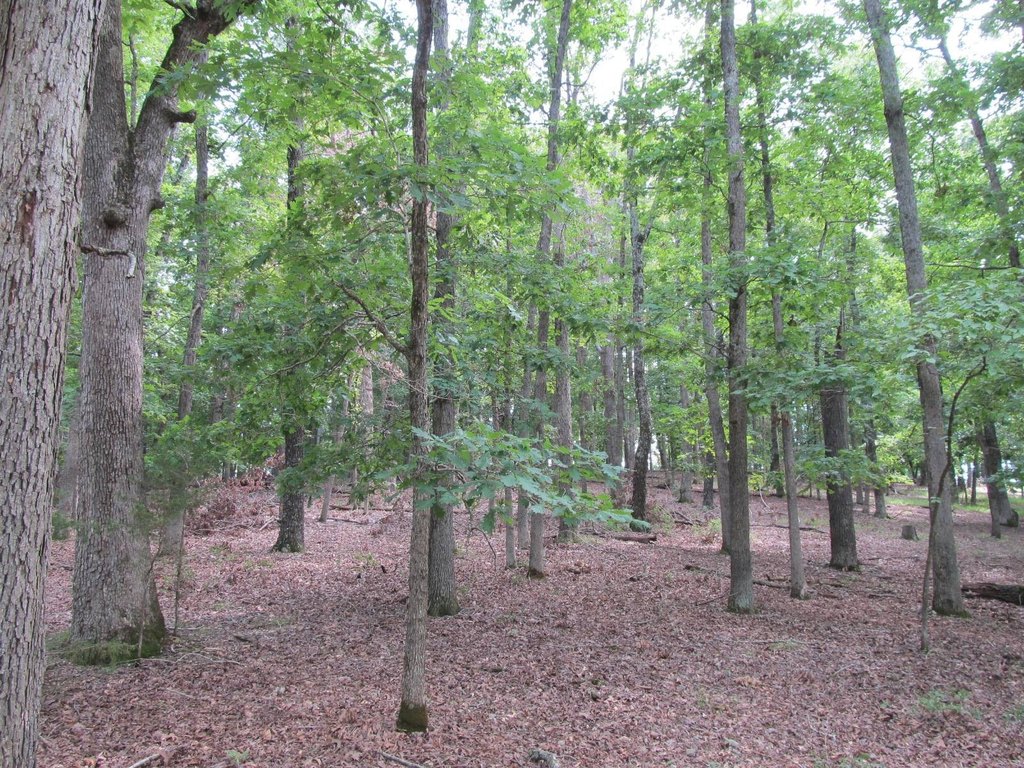 Picture 15
