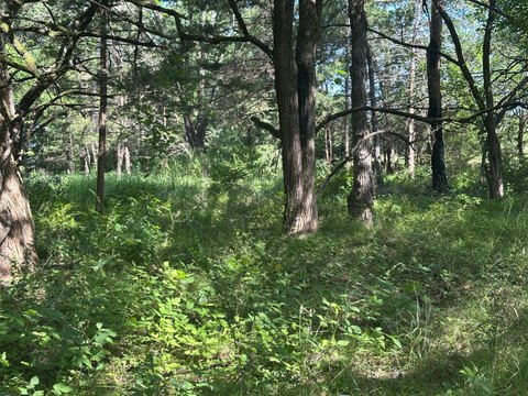 Timber-Backed Residential Land