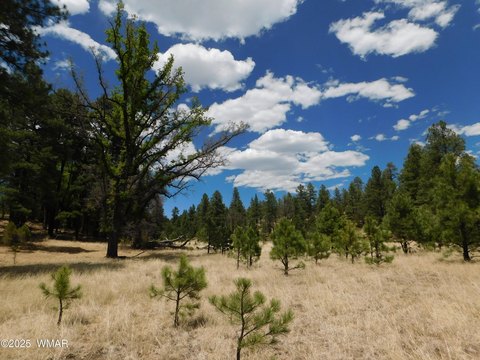 Secluded Land Bordering National Forest
