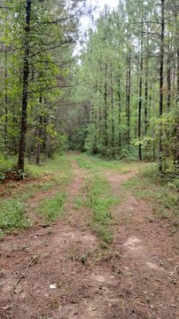 41.98 Acres in Whitfield County