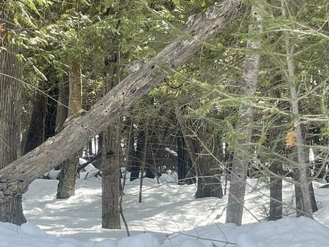 land - BOIS BLANC, MI