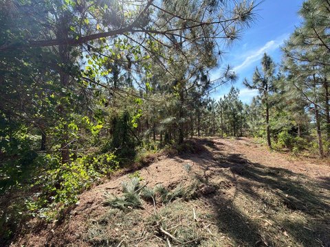 LAND - Wagener, SC