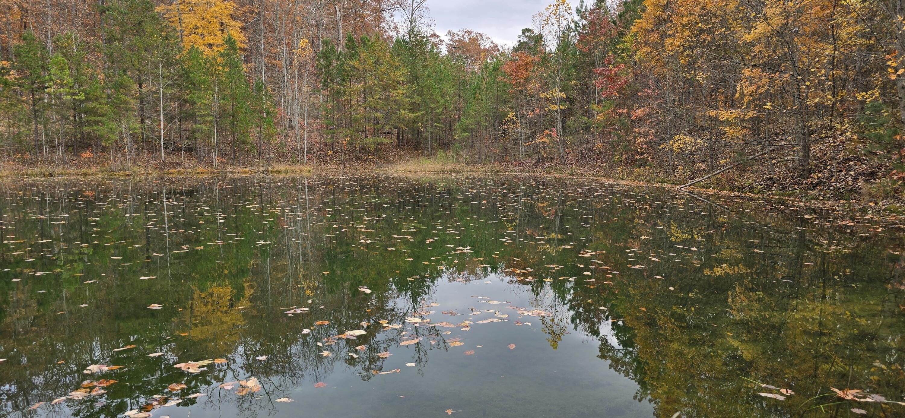 Seventeen Acre Forest Land Parcel