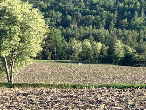 Vulcan, MI Homesite Land