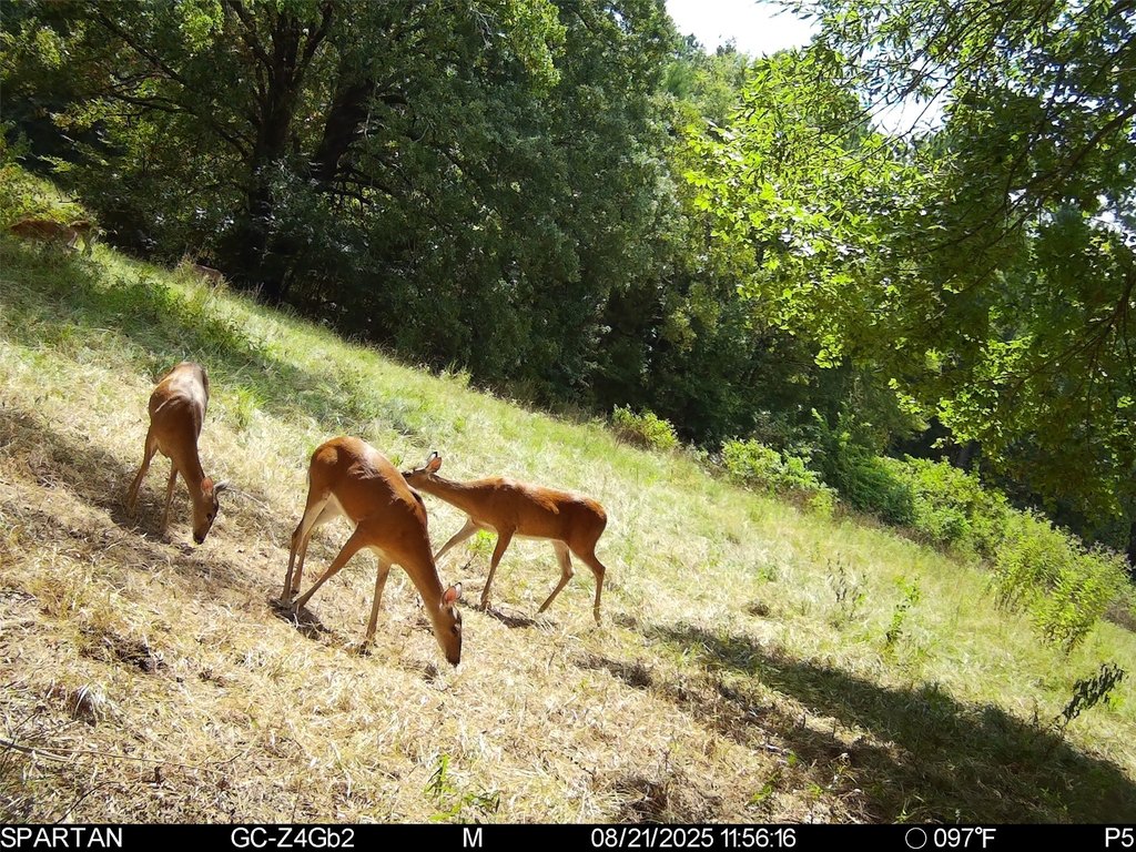 Picture 36