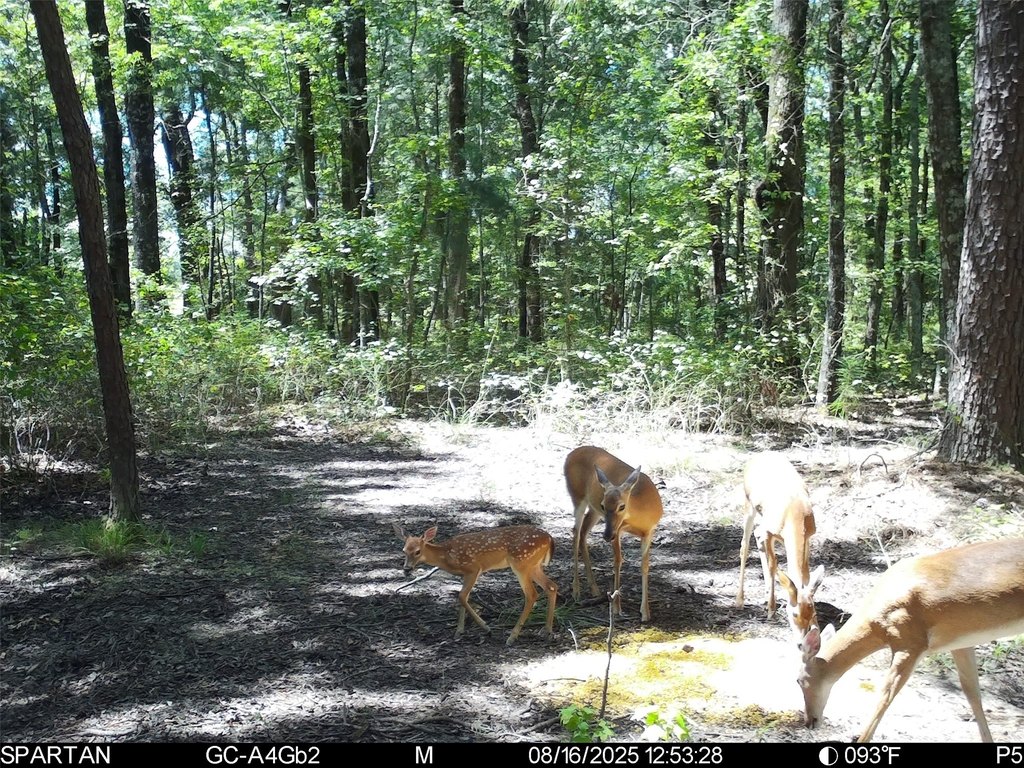 Picture 31
