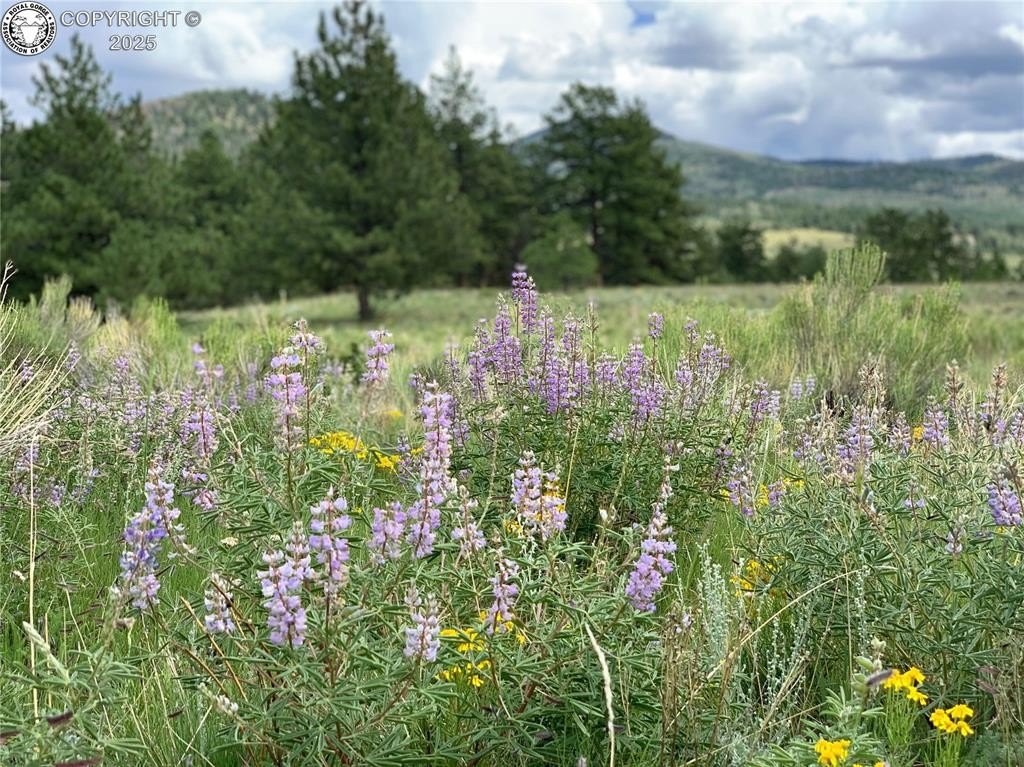 Westcliffe Land with Mountain Views