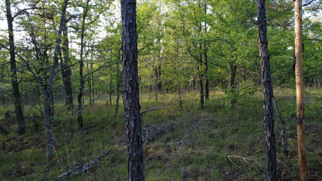 Picture 39