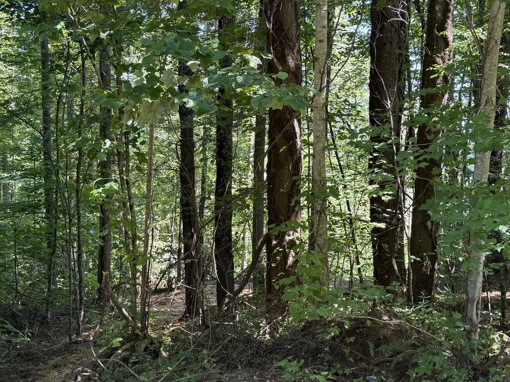 Picture 17