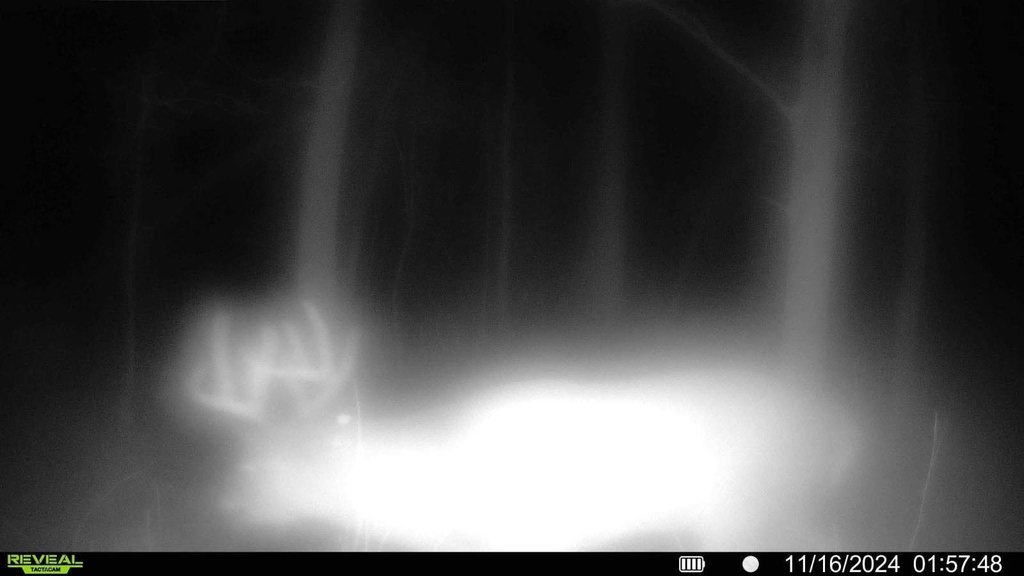 Picture 41