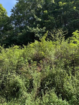 Wooded Acreage in Philadelphia, TN