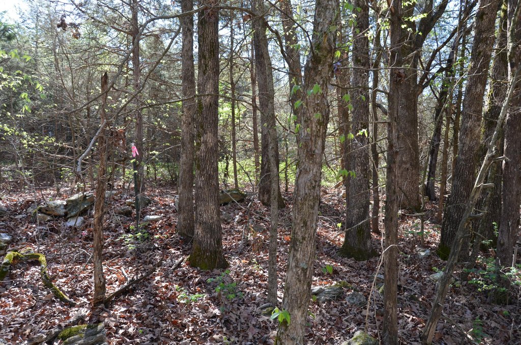 Picture 8
