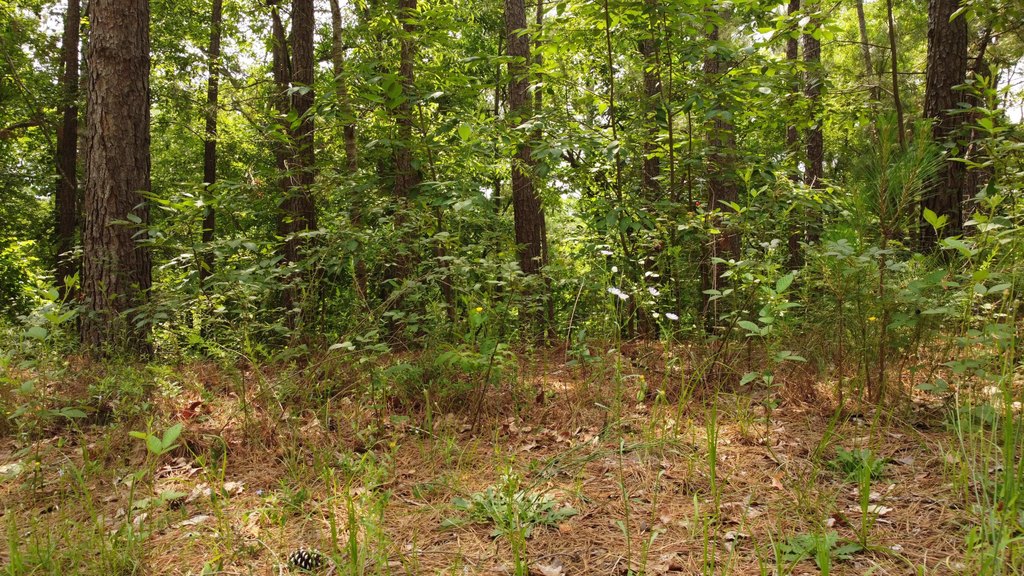 Picture 19