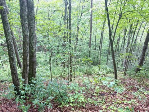 LAND - Robbinsville, NC