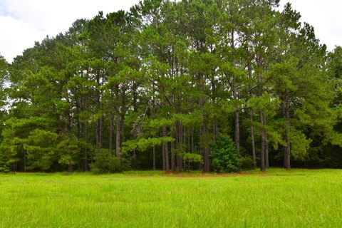 LAND - Saint Stephen, SC