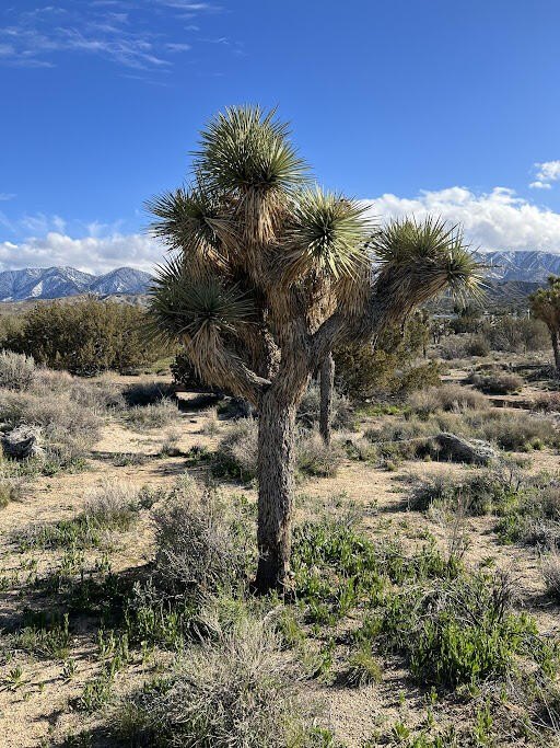 Picture 25