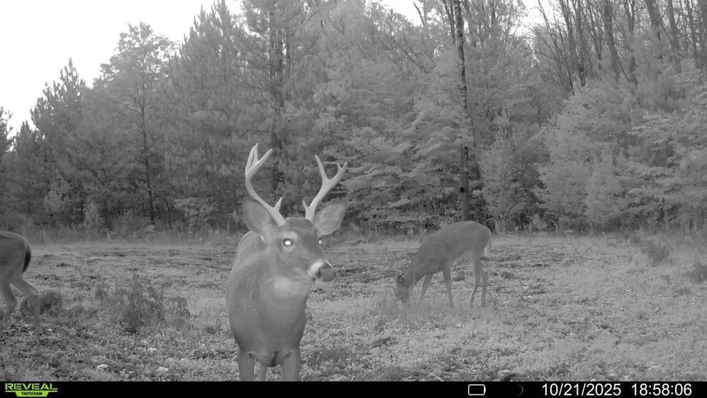 Picture 8