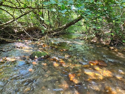 37 Acres in Fancy Gap