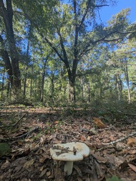 Land, Crawfordville, FL