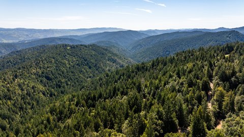 Native Redwood and Fir Tree Farm