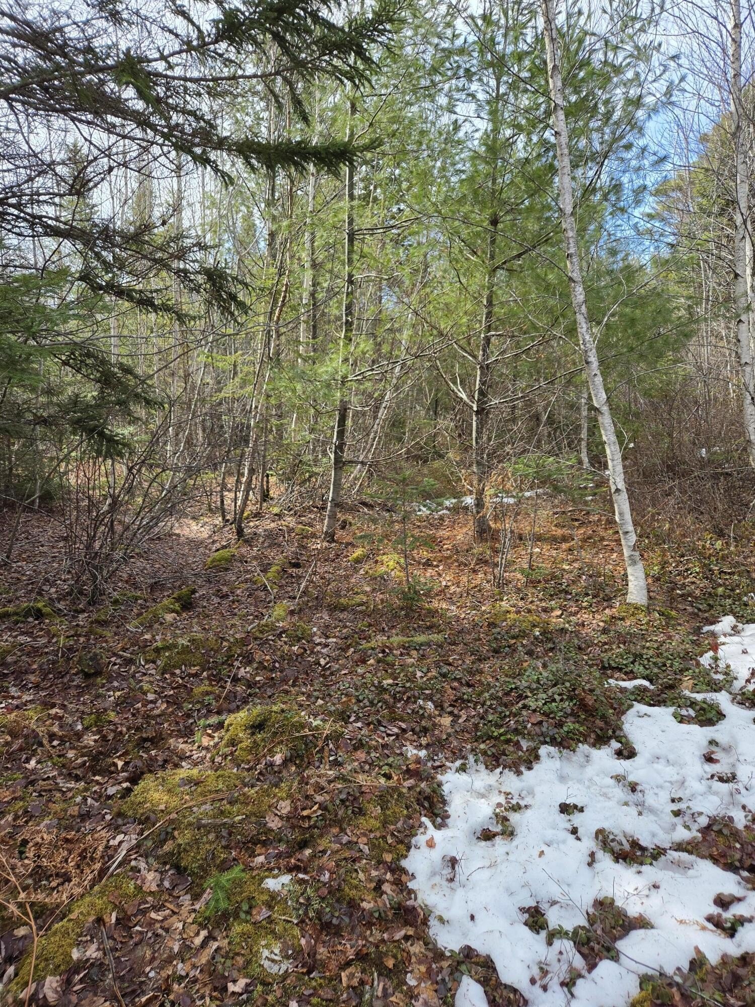 Marshfield, ME 10-Acre Wooded Parcel