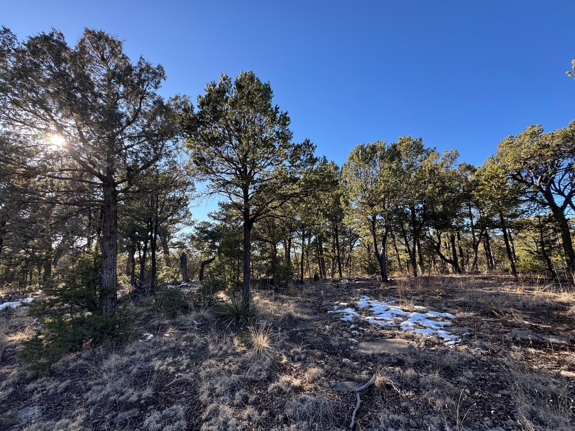 Land in Gated Pecos Community