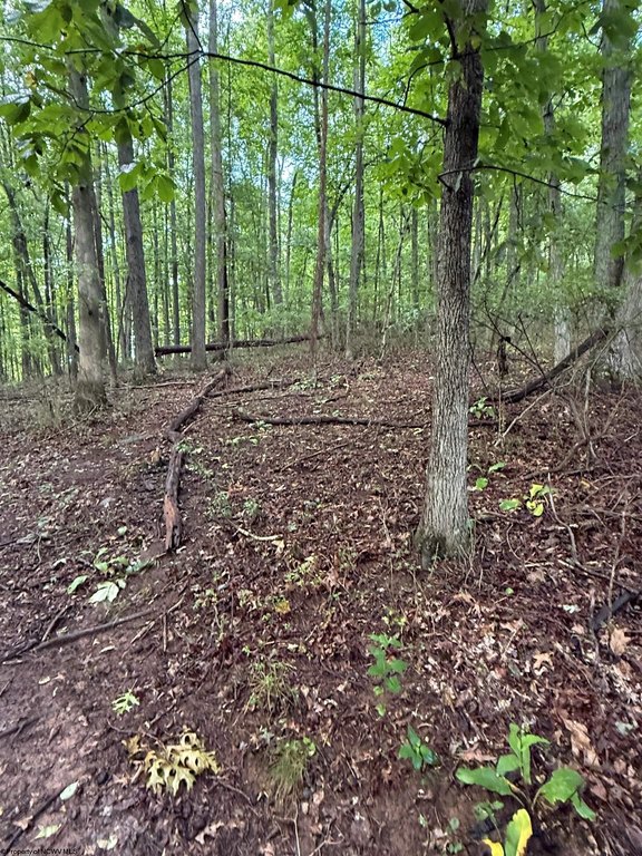 Picture 5