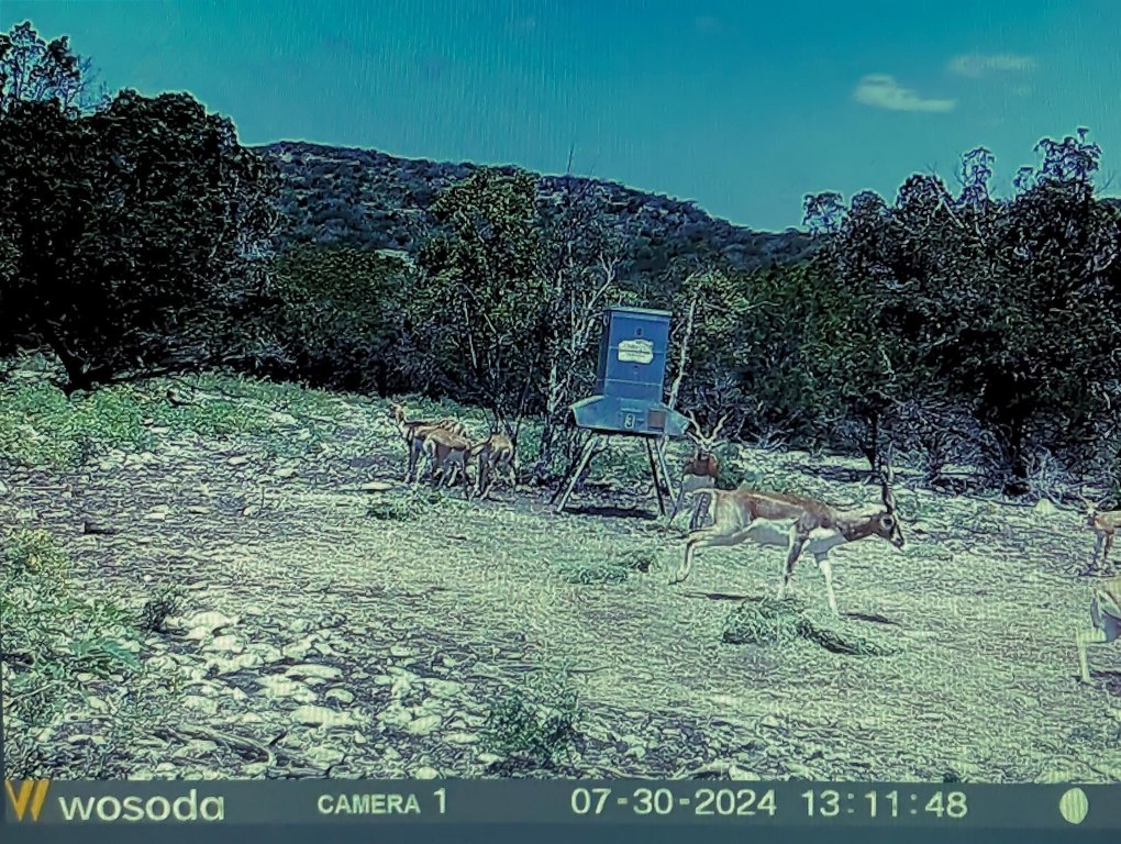 Picture 45